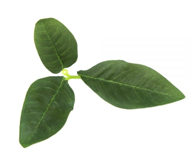 Camo Blade - LC3 - Pine (50pcs)